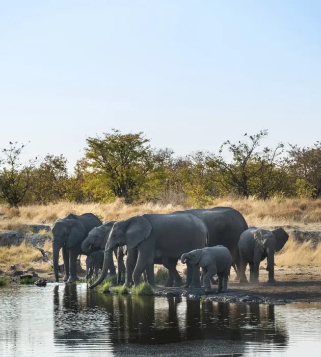 Framed Print : African Elephants -Loxodonta africana-, herd drinking at the Nuamses waterhole, Etosha National Park, Namibia Framed Print : African Elephants -Loxodonta africana-, herd drinking at the Nuamses waterhole, Etosha National Park, Namibia