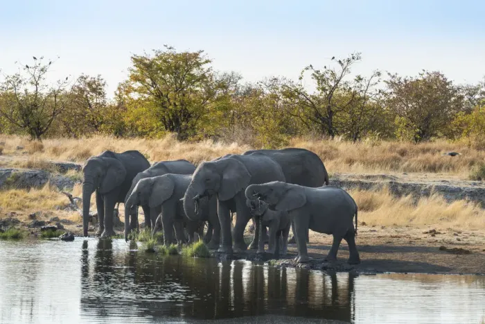Framed Print : African Elephants -Loxodonta africana-, herd drinking at the Nuamses waterhole, Etosha National Park, Namibia Framed Print : African Elephants -Loxodonta africana-, herd drinking at the Nuamses waterhole, Etosha National Park, Namibia