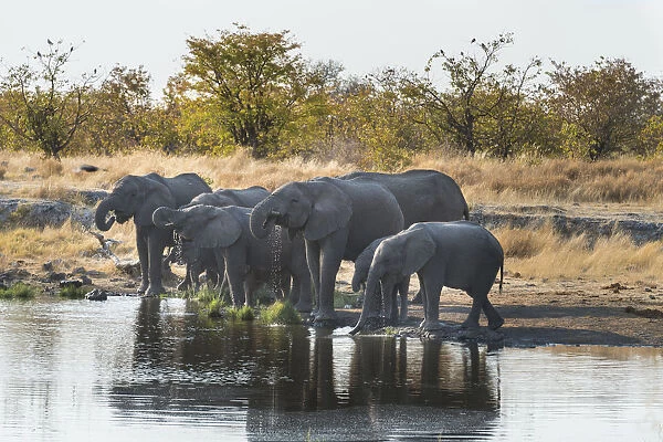 African Elephants -Loxodonta africana-, herd drinking at the Nuamses waterhole, Etosha National Park, Namibia