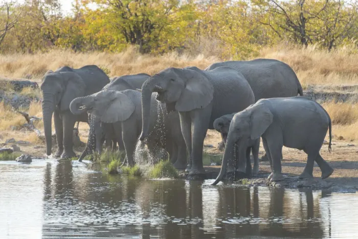Framed Print : African Elephants -Loxodonta africana-, herd drinking at the Nuamses waterhole, Etosha National Park, Namibia