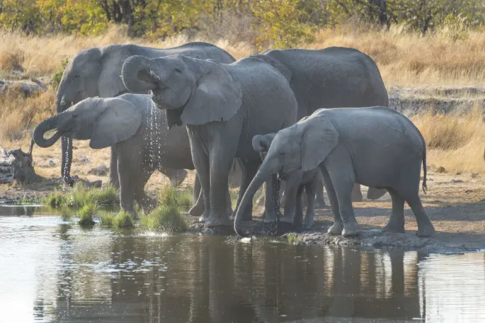 Framed Print : African Elephants -Loxodonta africana-, herd drinking at the Nuamses waterhole, Etosha National Park, Namibia Framed Print : African Elephants -Loxodonta africana-, herd drinking at the Nuamses waterhole, Etosha National Park, Namibia