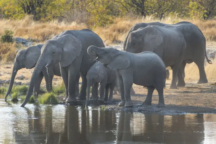 Framed Print : African Elephants -Loxodonta africana-, herd drinking at the Nuamses waterhole, Etosha National Park, Namibia Framed Print : African Elephants -Loxodonta africana-, herd drinking at the Nuamses waterhole, Etosha National Park, Namibia
