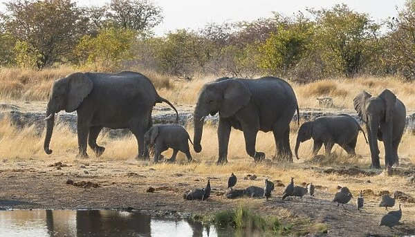 African Elephants -Loxodonta africana-, herd approaching the Nuamses waterhole, Etosha National Park, Namibia