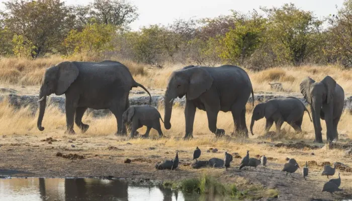Framed Print : African Elephants -Loxodonta africana-, herd approaching the Nuamses waterhole, Etosha National Park, Namibia