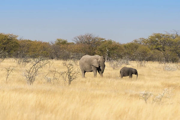 African elephants -Loxodonta africana-, Etosha National Park, Namibia