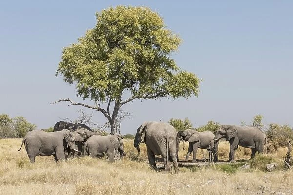 African elephants -Loxodonta africana-, Etosha National Park, Namibia, Africa