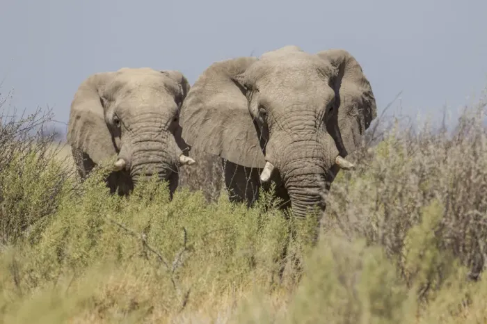Framed Print : Two African elephants -Loxodonta africana-, Etosha National Park, Namibia, Africa Framed Print : Two African elephants -Loxodonta africana-, Etosha National Park, Namibia, Africa
