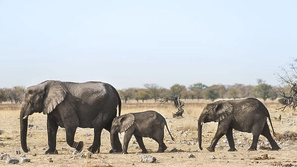 African Elephants -Loxodonta africana-, after bathing, Etosha National Park, Namibia