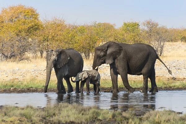 African Elephants -Loxodonta africana- with calf after bathing in the Rietfontein waterhole, Etosha National Park, Namibia