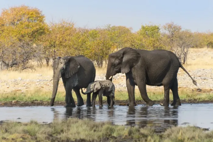 Framed Print : African Elephants -Loxodonta africana- with calf after bathing in the Rietfontein waterhole, Etosha National Park, Namibia Framed Print : African Elephants -Loxodonta africana- with calf after bathing in the Rietfontein waterhole, Etosha National Park, Namibia