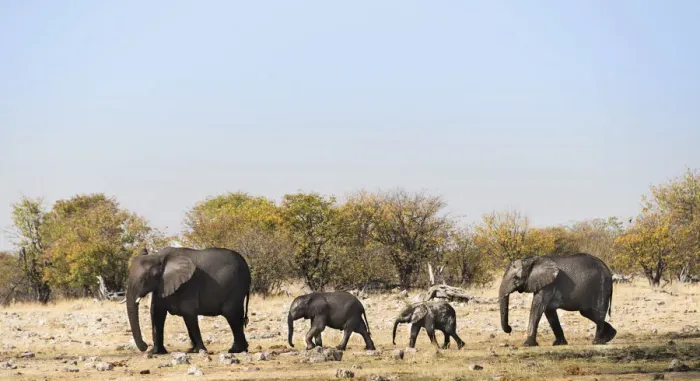 Framed Print : African Elephants -Loxodonta africana- with calf after swimming, Rietfontein waterhole, Etosha National Park, Namibia