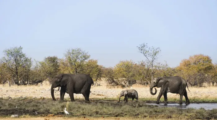 Framed Print : African Elephants -Loxodonta africana- with calf after swimming, Rietfontein waterhole, Etosha National Park, Namibia Framed Print : African Elephants -Loxodonta africana- with calf after swimming, Rietfontein waterhole, Etosha National Park, Namibia