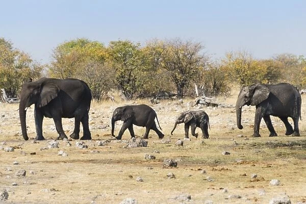 African Elephants -Loxodonta africana- with calves after bathing in the Rietfontein waterhole, Etosha National Park, Namibia