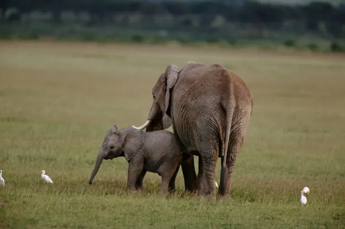 Framed Print : African Elephants (Loxodonta Africana) and Cattle Egrets, Kenya Framed Print : African Elephants (Loxodonta Africana) and Cattle Egrets, Kenya