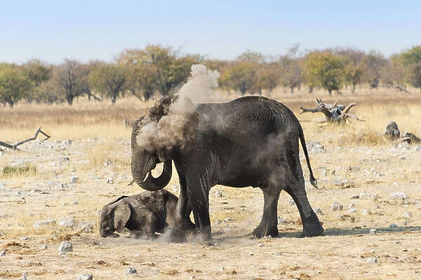 African Elephants -Loxodonta africana- female with calf taking a dust bath, Etosha National Park, Namibia