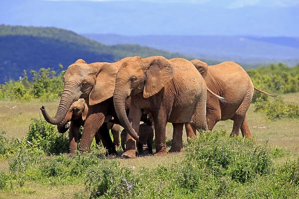 African Elephants -Loxodonta africana-, herd, Addo Elephant National Park, Eastern Cape, South Africa