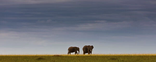 African elephants -Loxodonta africana- on the horizon, Masai Mara National Reserve, Kenya, East Africa, PublicGround