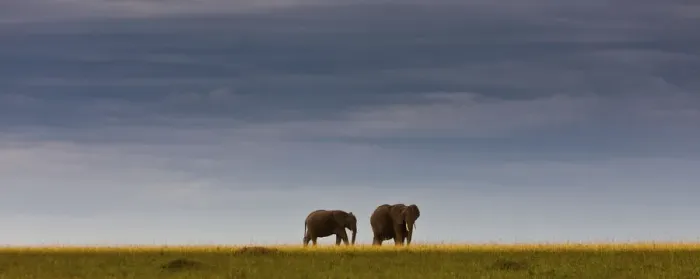 Framed Print : African elephants -Loxodonta africana- on the horizon, Masai Mara National Reserve, Kenya, East Africa, PublicGround Framed Print : African elephants -Loxodonta africana- on the horizon, Masai Mara National Reserve, Kenya, East Africa, PublicGround