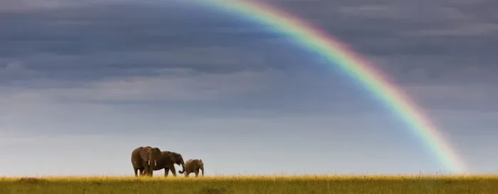 Framed Print : African elephants -Loxodonta africana- on the horizon, rainbow, Masai Mara National Reserve, Kenya, East Africa, PublicGround Framed Print : African elephants -Loxodonta africana- on the horizon, rainbow, Masai Mara National Reserve, Kenya, East Africa, PublicGround