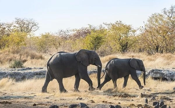 Two African Elephants -Loxodonta africana- marching, Etosha National Park, Namibia