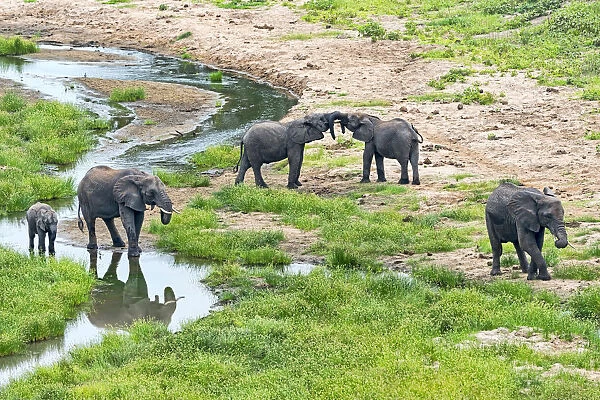 African Elephants -Loxodonta africana- at a river, Tarangire, Tanzania