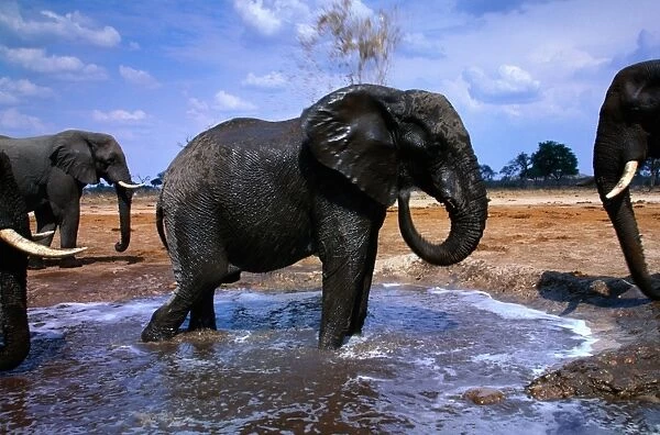 African elephants (Loxodonta africana) at water, Botswana