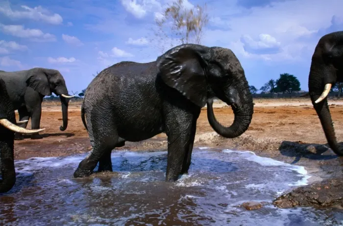 Framed Print : African elephants (Loxodonta africana) at water, Botswana Framed Print : African elephants (Loxodonta africana) at water, Botswana