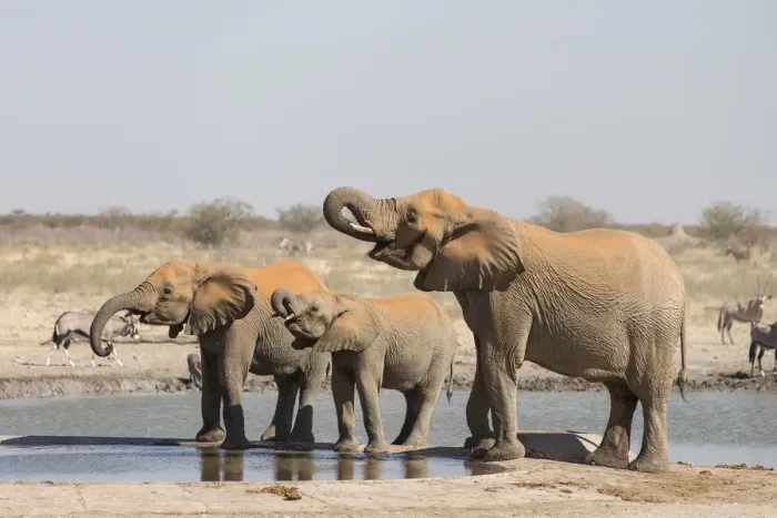 Framed Print : African elephants -Loxodonta africana- at water hole, Etosha National Park, Namibia, Africa Framed Print : African elephants -Loxodonta africana- at water hole, Etosha National Park, Namibia, Africa