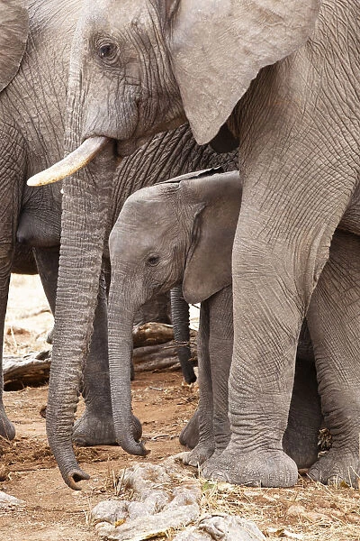 African elephants -Loxodonta africana- with young, Ruaha Nationalpark, Ostafrika, Tanzania
