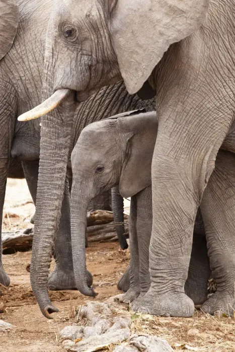 Framed Print : African elephants -Loxodonta africana- with young, Ruaha Nationalpark, Ostafrika, Tanzania Framed Print : African elephants -Loxodonta africana- with young, Ruaha Nationalpark, Ostafrika, Tanzania