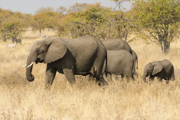 Framed Print : African Elephants -Loxodonta africana- with young animals roaming the dry bushland, Etosha National Park, Namibia Framed Print : African Elephants -Loxodonta africana- with young animals roaming the dry bushland, Etosha National Park, Namibia