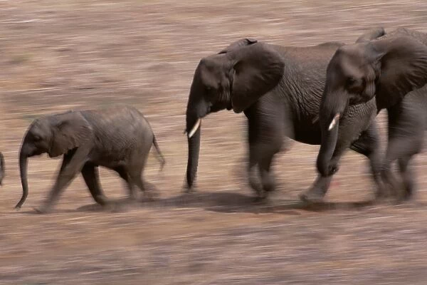 African Elephants (Loxondonta Africana)