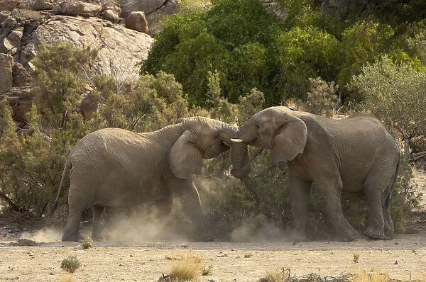 African Elephants, Ugab River, Namibia