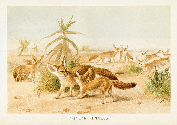 African fennecs chromolithograph 1896