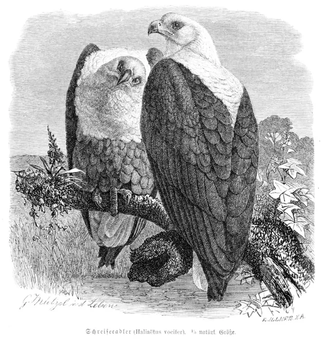 Framed Print : African fish eagle engraving 1892 Framed Print : African fish eagle engraving 1892