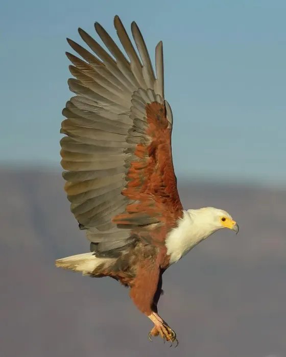 Framed Print : African fish eagle (Haliaeetus vocifer) in flight, Zimanga Private Game Reserve, KwaZulu-Natal, South Africa Framed Print : African fish eagle (Haliaeetus vocifer) in flight, Zimanga Private Game Reserve, KwaZulu-Natal, South Africa