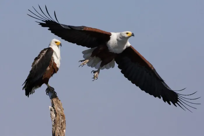 Framed Print : African fish eagles, Chobe National Park, Botswana Framed Print : African fish eagles, Chobe National Park, Botswana