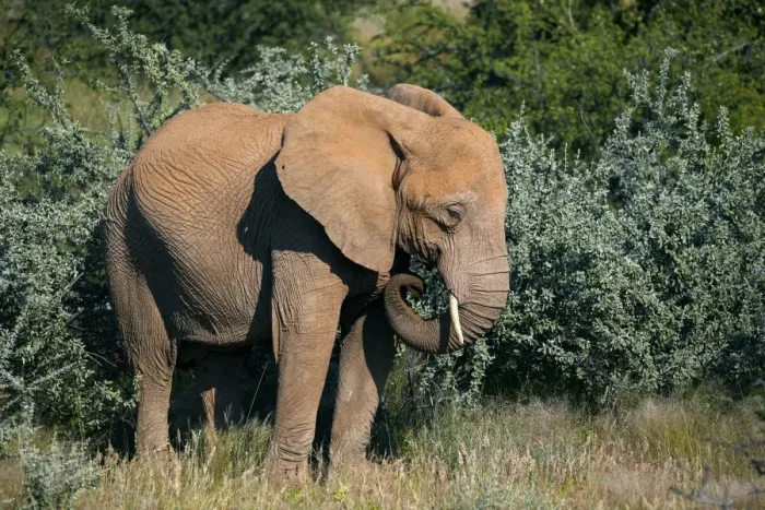 Framed Print : African Forest Elephant -Loxodonta cyclotis-, Damaraland, Namibia, Africa