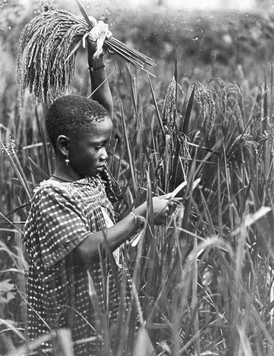 Framed Print : African Girl Cutting Maize Framed Print : African Girl Cutting Maize