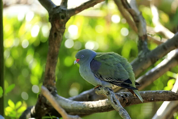 African Green Pigeon -Treron calva-, adult on tree, captive