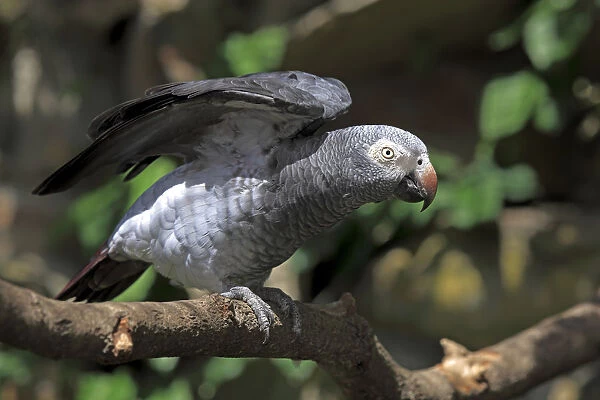 African Grey Parrot -Psittacus erithacus- sitting on a tree and spreading its wings, native to West Africa, captive, Heidelberg, Baden-Wurttemberg, Germany