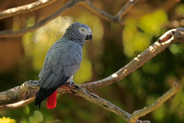 African Grey Parrot -Psittacus erithacus timneh-, adult on tree, native to Central Africa and West Africa, captive