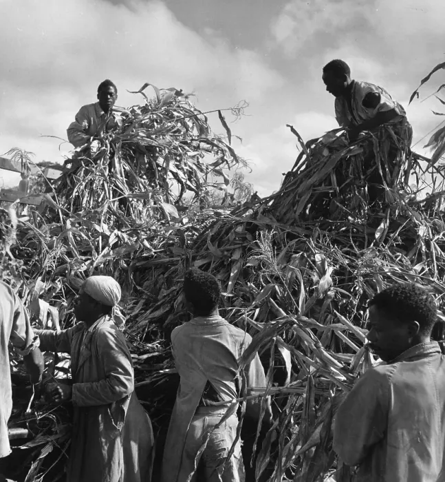 Framed Print : African Harvest Framed Print : African Harvest