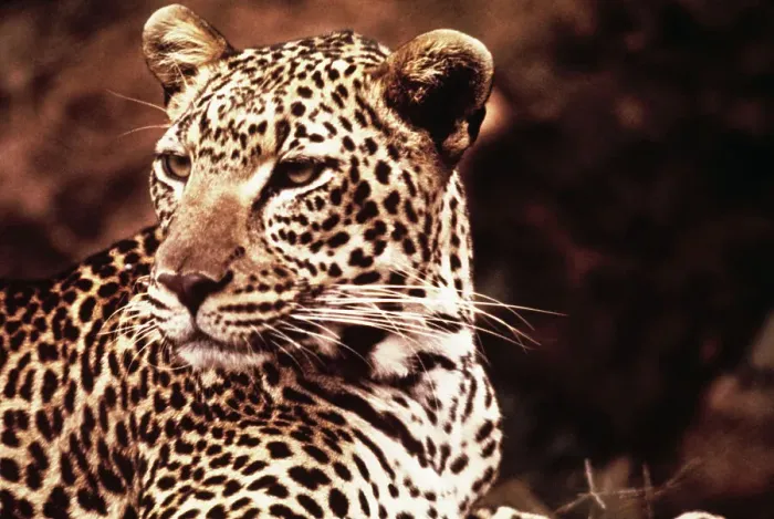 Framed Print : African Leopard Framed Print : African Leopard