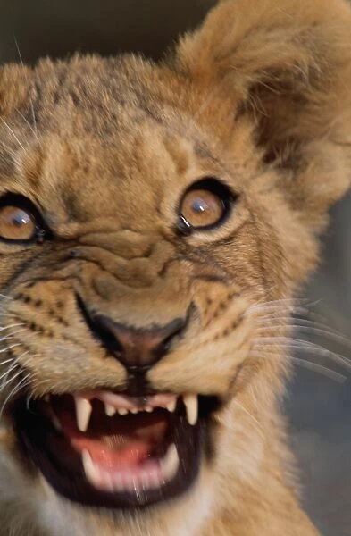 African lion cub (Panthera leo) snarling, close-up
