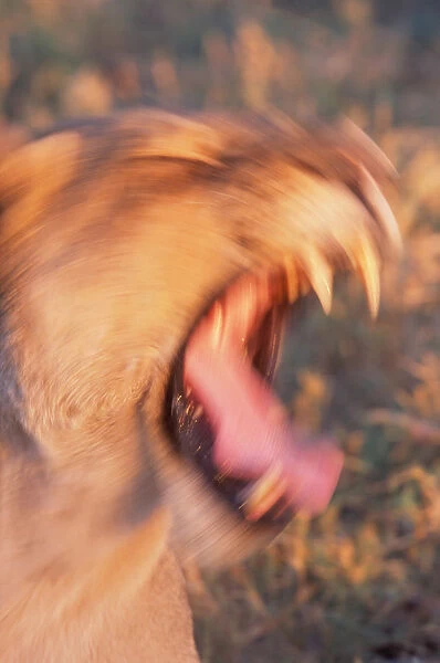 African lion (Panthera leo) growling, close-up (blurred motion)