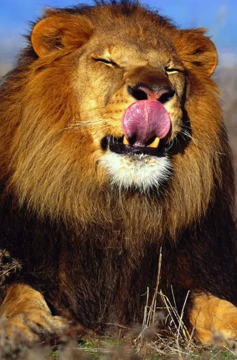 Framed Print : African Lion (Panthera leo) licking nose Framed Print : African Lion (Panthera leo) licking nose