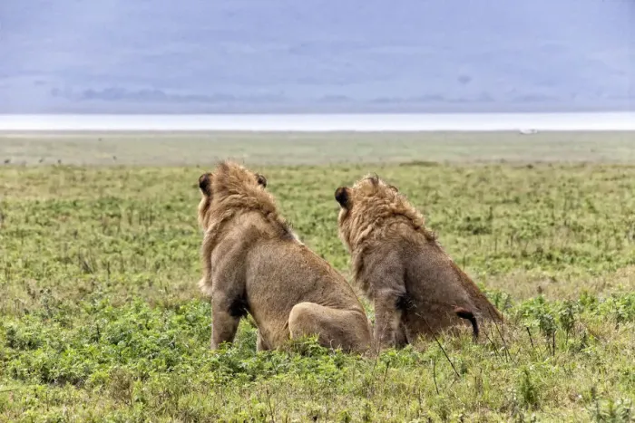 Framed Print : African Lion, Tanzania Framed Print : African Lion, Tanzania