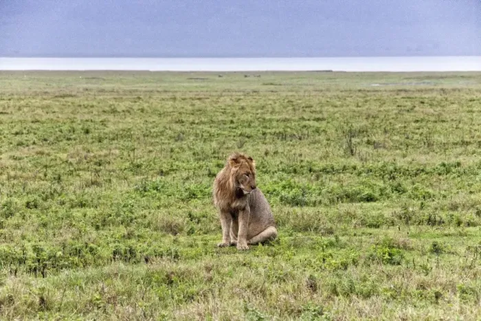 Framed Print : African Lion, Tanzania