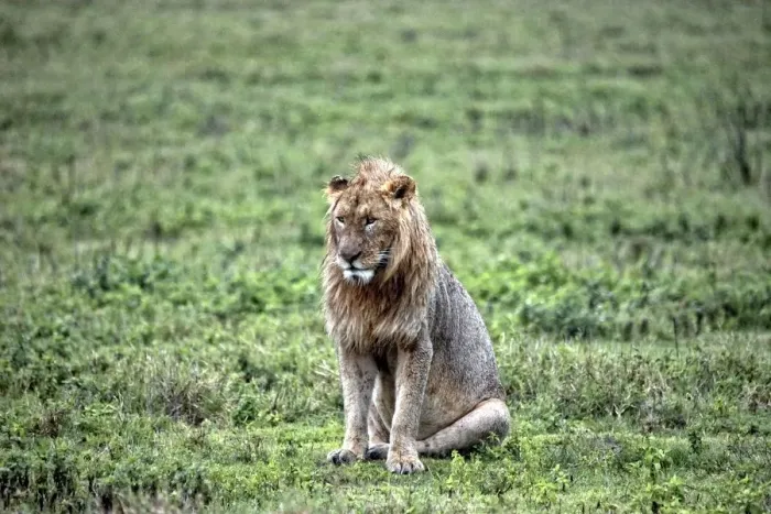 Framed Print : African Lion, Tanzania Framed Print : African Lion, Tanzania
